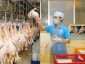 越南向俄羅斯出口雞肉及其製品